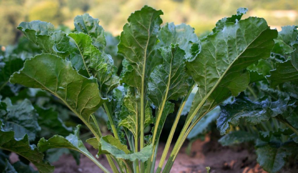 Organic sugar beet molasses